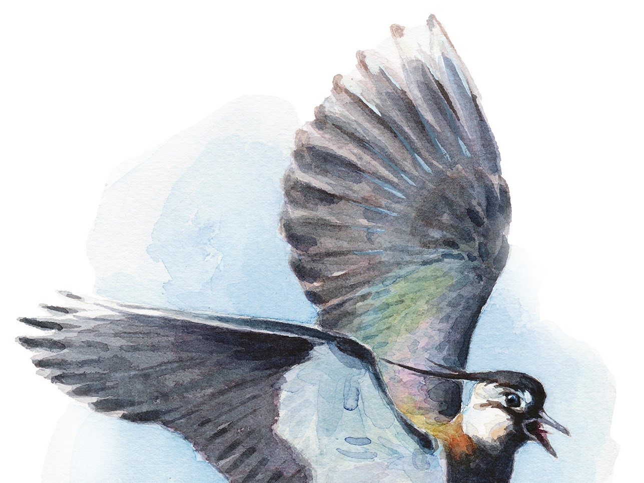Illustration