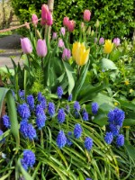 OInze tulpen in volle glorie. groter tonen