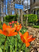 Het tulpenpaadje onderdeel van de tulpentuin. groter tonen