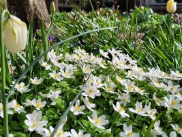 Onze stinse voorjaarsbloemen, vermeerderen ieder jaar weer.  o.a. te zien de bosanemoon. groter tonen