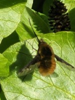 Bijzondere ontmoeting met de Kolibriehommel. groter tonen